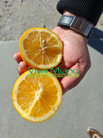 Pianta di Limone Meyer (vaso - 20)