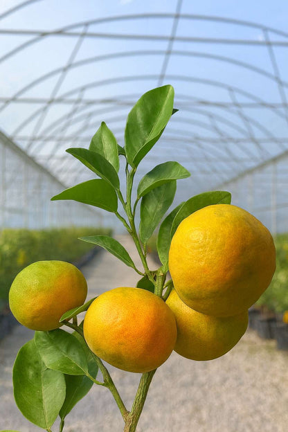 Pianta di Clementine (vaso - 20)