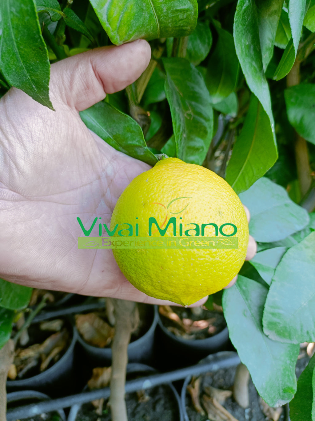 Pianta di Bergamotto