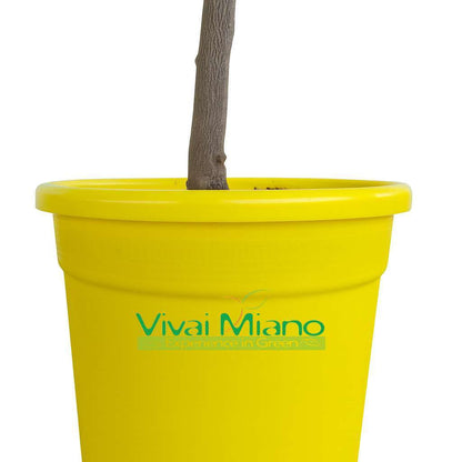 Pianta di Limone CON FRUTTO - vaso Ø 20 Giallo - immagine reale