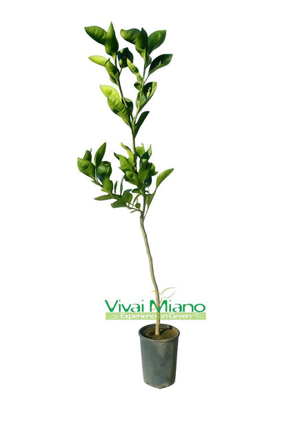 Pianta di Arancio Tarocco Meli