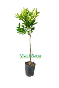 Pianta di Clementine Tangelo Nova