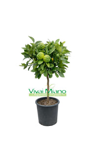 Pianta di Lime Pursha (vaso - 20)