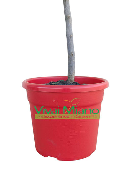 Pianta di Lime Rossa di Rangpur CON FRUTTO - vaso Ø 20 Rosso