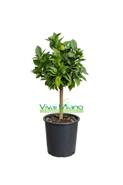 Pianta di Limone Rosso (vaso - 20)