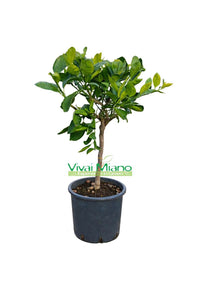 Pianta di Mandarino Satsuma Miyagawa (vaso - 20)