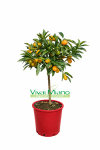 Plantă de Kumquat CU FRUCT - ghiveci Ø 20 Roșu
