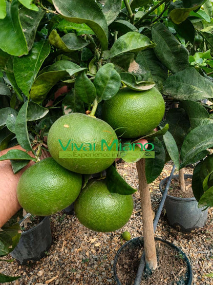 Plantă de mandarin Satsuma Miyagawa (ghiveci - 20)