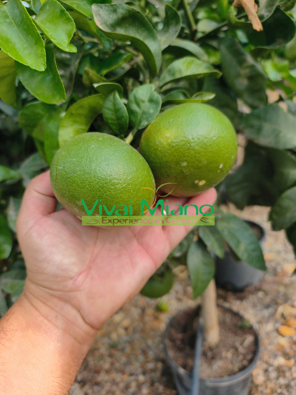 Plantă de mandarin Satsuma Miyagawa (ghiveci - 20)