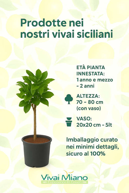 Pianta di Combava Hystrix (vaso - 20)